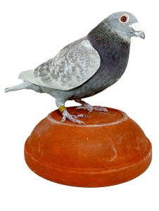 sk-19-0603-678-ck-h.jpg