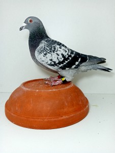 sk-2022-0603-273-mk-a.jpg