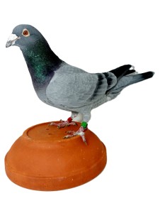 sk-2022-0603-235-mpsali-h.jpg