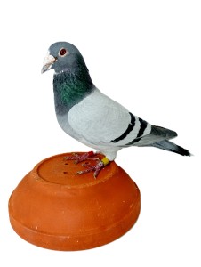 sk-2022-0603-276-mpsp.h.jpg
